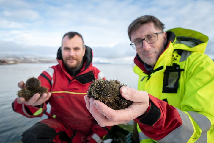 Tor Hatten Evensen og Philip James forsker på potensialet for kråkeboller i regenerativt havbruk. Her er de i fjæra på Kraknes utenfor Tromsø.