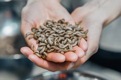 Fly larvae are set to become new feed for farmed salmon.