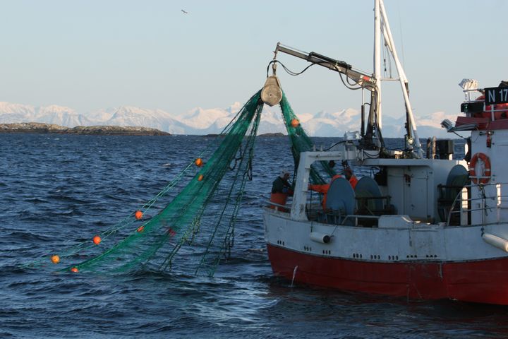 En fersk Nofima-rapport konkluderer med at bærekraftsertifiseringen MSC gir liten eller ingen prisgevinst på flere av de viktigste fiskeriene. Dermed kan flåteleddet bli uvillig til å betale for sertifiseringskostnadene. Foto: Frank Gregersen, Nofima