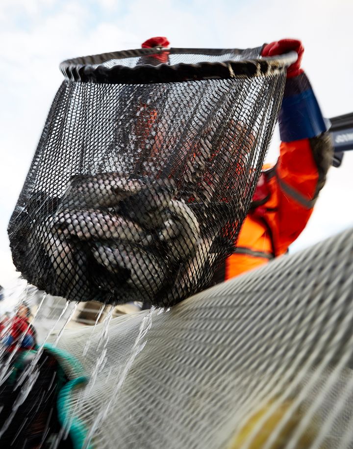 Teknologi kan både gavne og utfordre fiskens velferd. Nå skal finne ut hvordan teknologienes velferdsvennlighet bør dokumenteres.