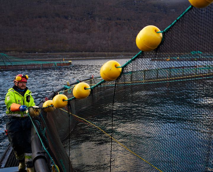 Havbruk er den delen av sjømatnæringen som skaper de største ringvirkningene. Alene sto de for 74 milliarder i verdiskaping og ringvirkninger.