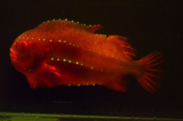 This dominant male lumpfish glows red to stress other males.