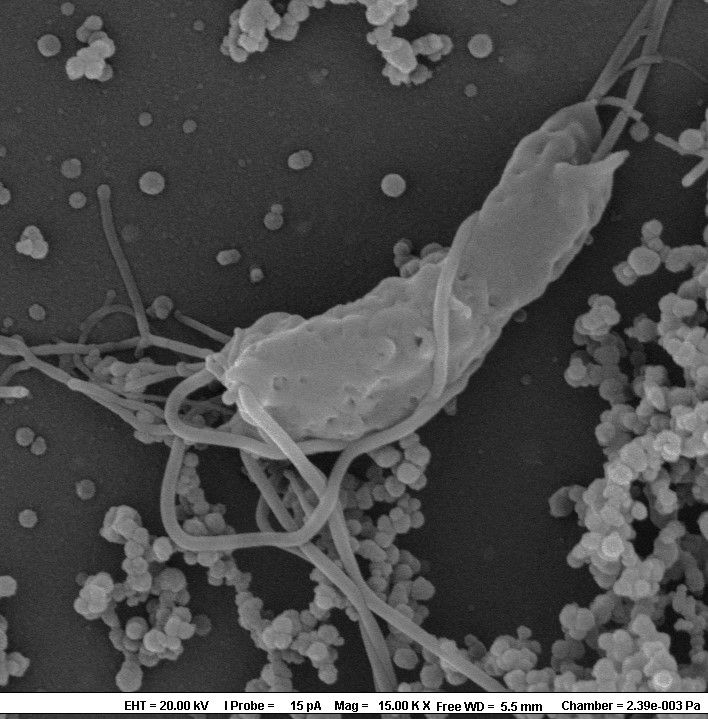 Parasitten Spironucleus salmonicida sett gjennom elektronmikroskopi. Foto: Nofima