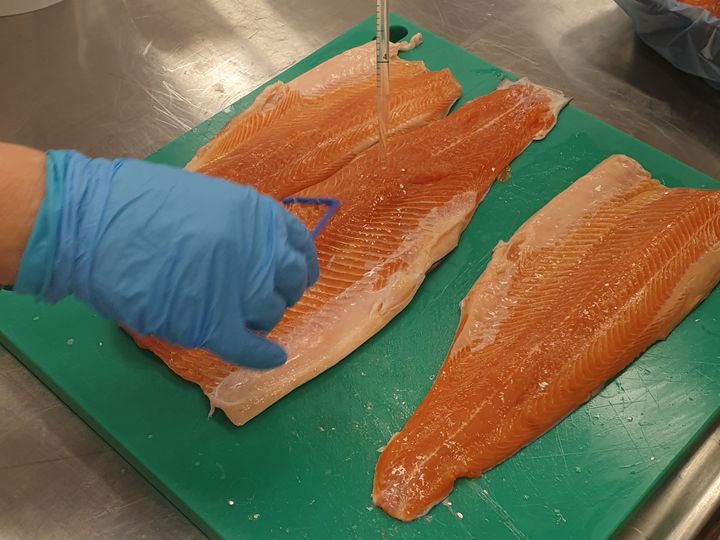 Nofima-forskerne har injisert rakfisk med listeria, for deretter å undersøke hvilke metoder som fungerer best for å hemme vekst og drepe bakteriene. Foto: Nofima