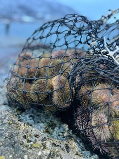 Med dykkemaske og håv kan man dykke etter kråkeboller flere steder langs norskekysten. Foto: Amanda Isaksen, Nofima