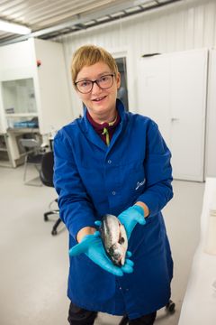 Trine Ytrestøyl har forsket på laks og hva stress kombinert med ulike fôr gjør med rødfargen. Fisken på bildet var ikke en del av forskningen.