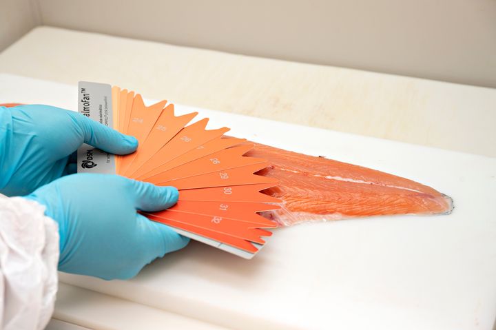 Stressed salmon become paler, with one exception, according to new research. The SalmoFan colour chart was one of the tools used for colour assessment in this research.