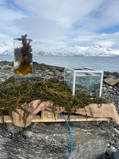 Tang, tare og kråkeboller vil du få muligheten til å ta og kjenne på i Telegrafbukta. Foto: Amanda Isaksen, Nofima