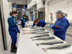 Several experts at Nofima have been involved in the algae feed research. Here, work is being done to map the quality of salmon fed with algae cultivated using waste heat from Finnfjord AS.
