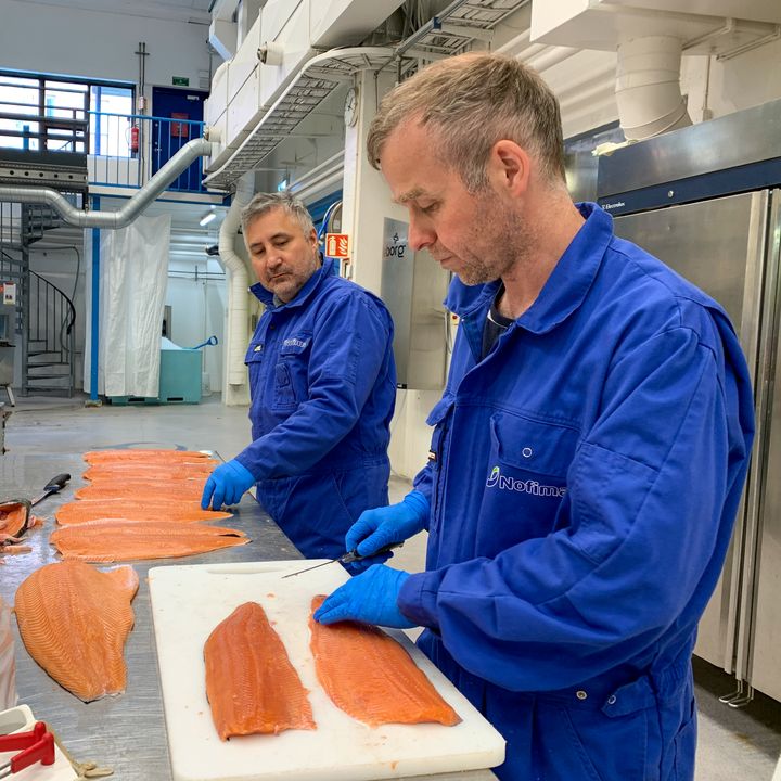 Nofimaforskerne Stein Harris Olsen og Torbjørn Tobiassen fileterer pukkellaksen fra Finnmark. Foto: Nofima