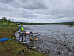 Forsker i Nofima, Torbjørn Tobiassen, står klar med utstyr for å ta imot pukkellaksen slik at kvaliteten bevares på best mulig måte. Foto: Nofima