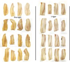 The fillets on the left are from fish that were frozen before rigor mortis set in, while those on the right are from fish that were in rigor mortis when they were frozen. Photo: Svein Kristian Stormo, Nofima