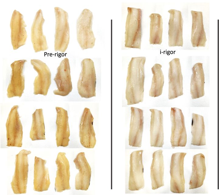 The fillets on the left are from fish that were frozen before rigor mortis set in, while those on the right are from fish that were in rigor mortis when they were frozen. Photo: Svein Kristian Stormo, Nofima