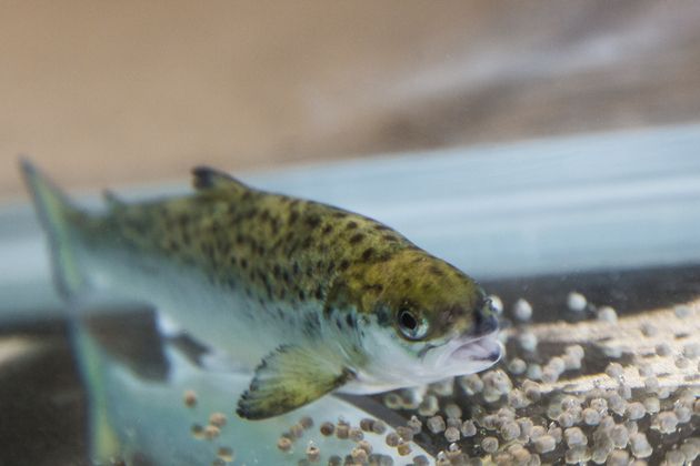Ny forskning viser at samspillet mellom næringsstoff i fôr er viktig for skinnhelse, rødfarge, energimetabolismen og membranfluiditet.