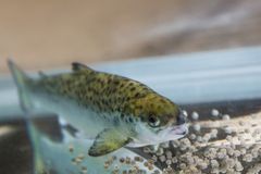 New research shows that nutrient interactions in feed are crucial for skin health, red pigmentation, energy metabolism, and membrane fluidity.