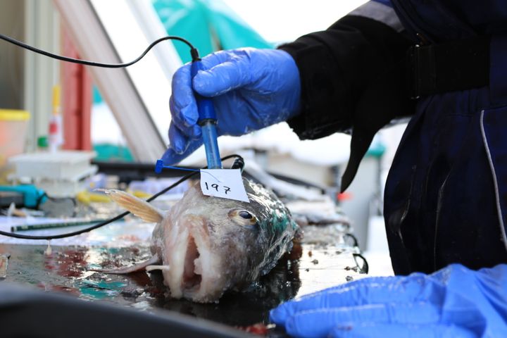 Kvalitet og velferd for garnfisket torsk har vært gjenstand for vitenskapelig kartlegging. Resultatet av studien er omtalt i det internasjonale tidsskriftet Animal Welfare.