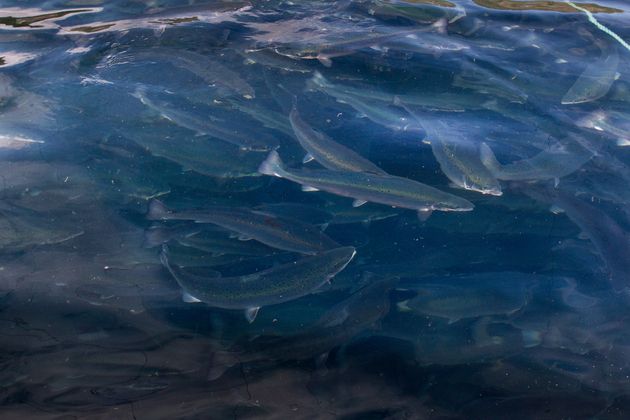 Nofima has just released two handbooks about welfare of salmon during crowding.