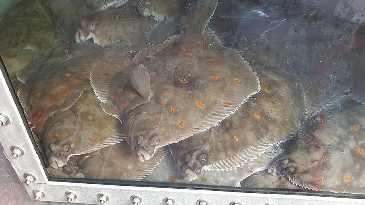 I løpet av 2026 skal en "Beste praksis-veileder" med anbefalinger for fangst, håndtering, lagring og pakking av rødspette og annen flatfisk.