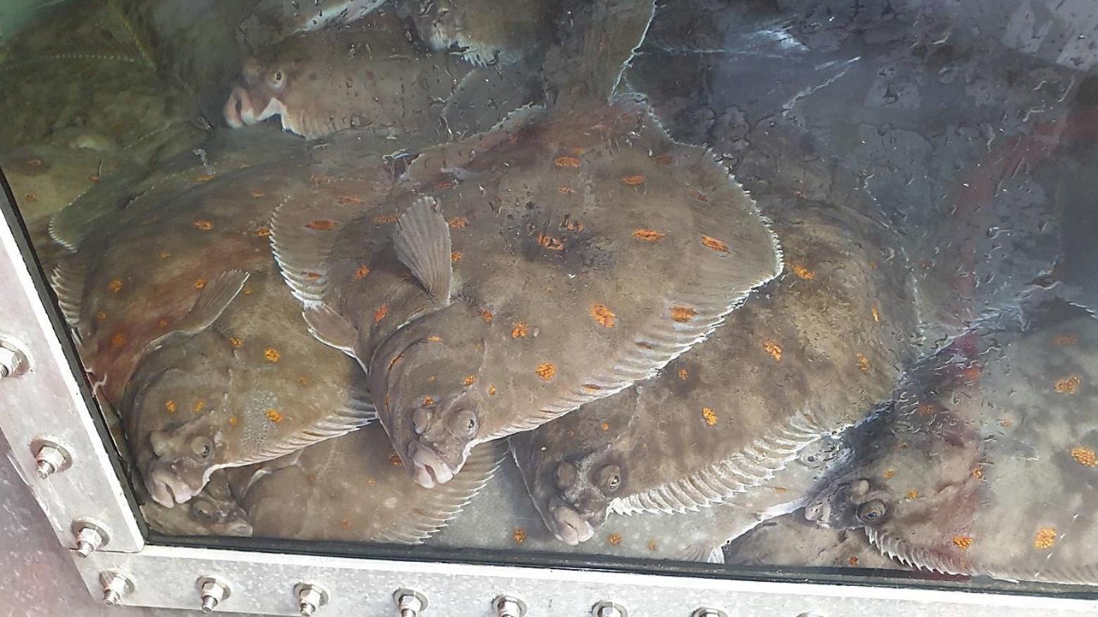 Ny æra for norsk flatfisk