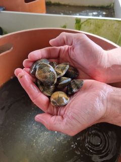 Manila clam