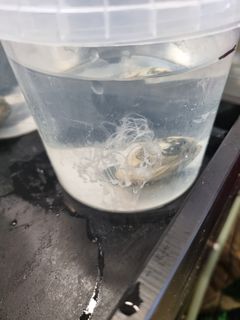 This is what a spawning Manila clam looks like.