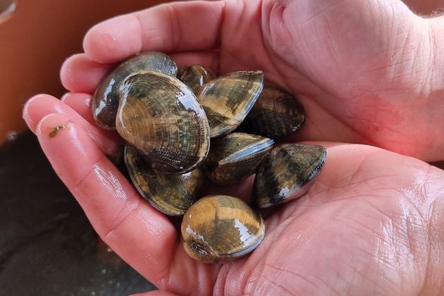 Manila clam farming is a viable industry in Italy.