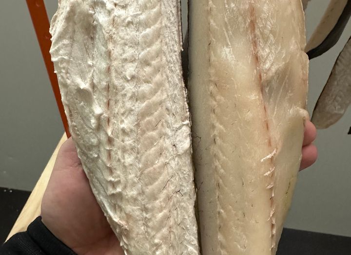 Bildet viser en opprevet og skadet, tørket fiskefilet til venstre og en blankere og penere filet til høyre.