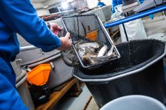 Håndtering og velferd hos settefisk i kommersielle anlegg er tema i nytt forskningsprosjekt. Bildet viser håving i forskningsanlegget til Nofima på Sunndalsøra.
