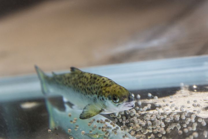 The EU wants to tackle the problem that large amounts of zinc from today’s salmon feed end up in the aquatic environment.