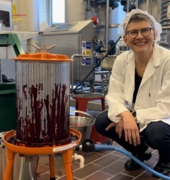 Rapportforfatter og seniorforsker Kjersti Aaby presser solbær. Hun gjør samtidig oppmerksom på at når bærene presses til juice eller saft, blir det meste av fiberen igjen i restene etter pressing. Derfor kan de ikke ha påstander om fiber. Foto: Nofima