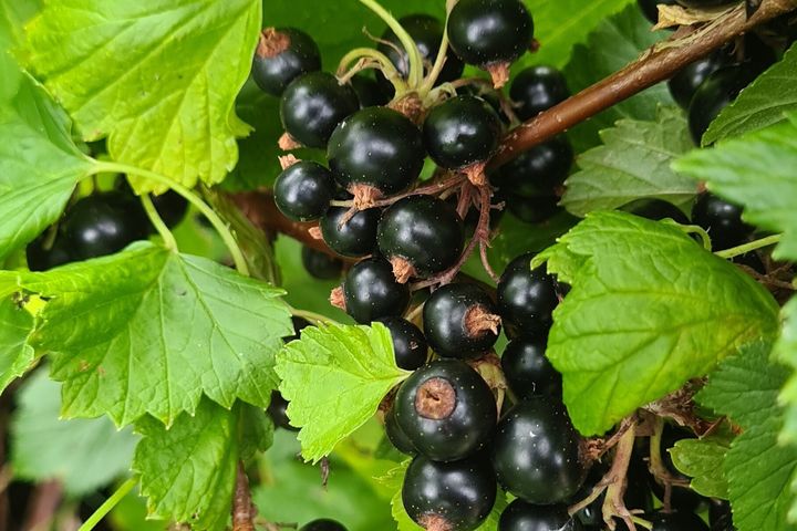 Solbær smaker friskt og syrlig, og 100 gram solbær gir mer enn det anbefalte dagsinntaket av vitamin C for voksne. Foto: Grethe Iren Borge