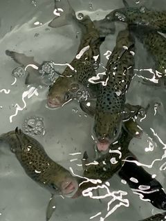 Manetbitene virker irriterende på gjellende, derfor snapper fisken etter luft i overflaten, og det er typisk tegn på stress.
