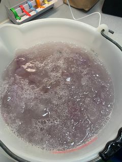 Moon jellyfish were chopped up and added to the water with the fish.