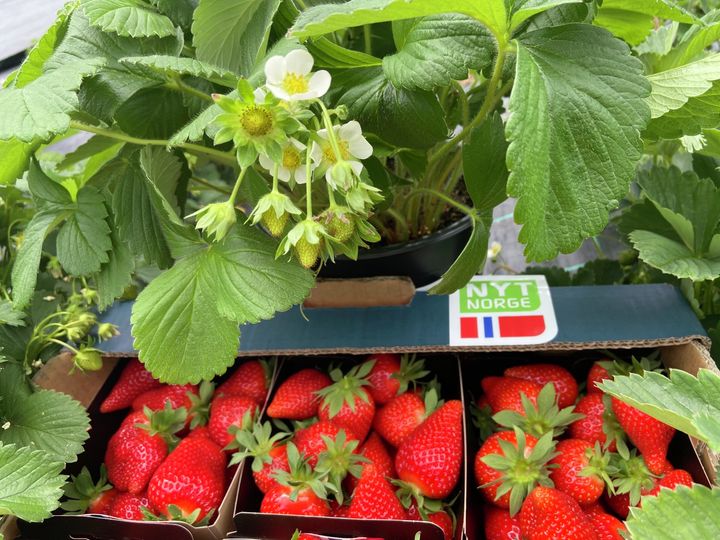Kasse med norske jordbær