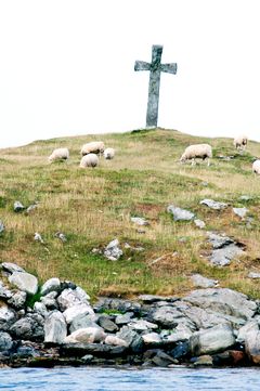 Kvitsøylam på beite