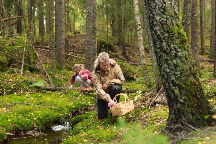 To personer plukker sopp i en barskog med mosebunn.