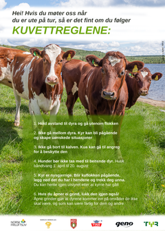 Alternativ tekst: Plakat med "Kuvettreglene" for trygg ferdsel rundt kyr. Viser flere kyr på en eng og gir sikkerhetsinstruksjoner for turgåere.